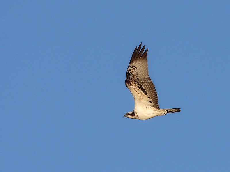 identificazione del rapace